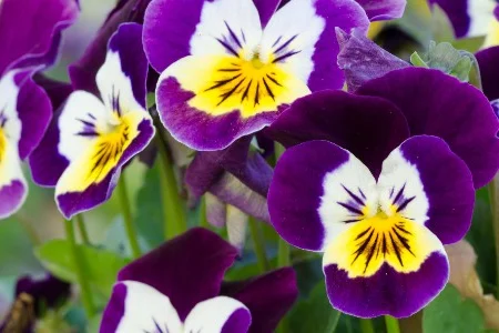 Lila-gelbe Stiefmütterchen